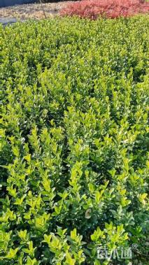 0.5公分大叶冬青