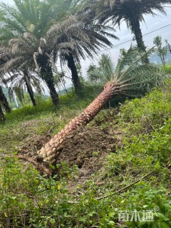 裸干高250厘米银海枣