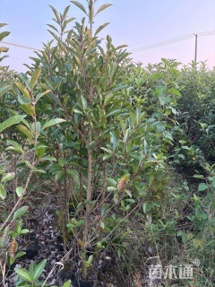 高度180厘米法国冬青