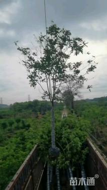 高度20厘米粉黛乱子草