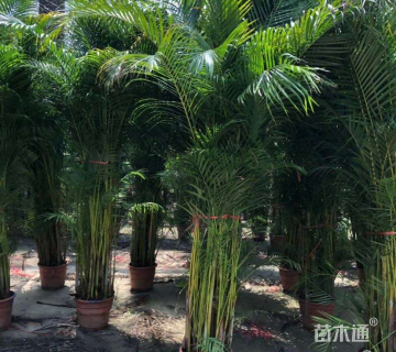 裸干高130厘米散尾葵