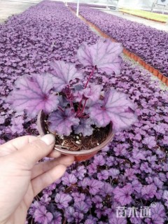 高度15厘米矾根