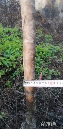 4公分海南黄花梨