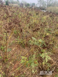 高度60厘米珍珠梅