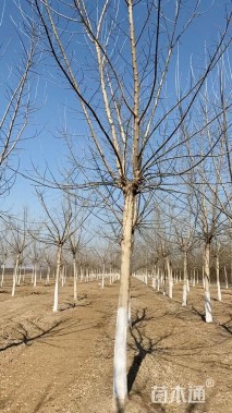 15公分金叶复叶槭