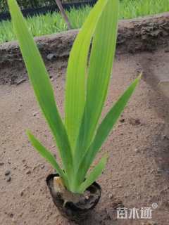 高度20厘米蓝花鸢尾