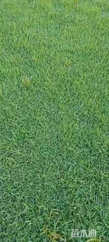 草毯状中华结缕草