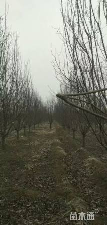 13公分绚丽海棠