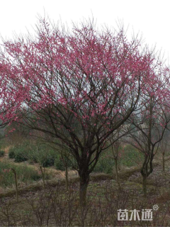 21公分骨里红梅