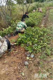 高度40厘米法国冬青