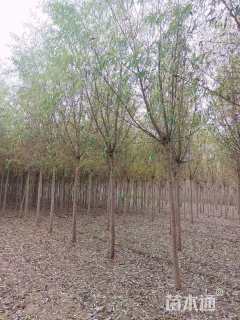 10公分柳树