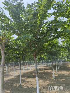 高度500厘米紫荆