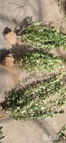 高度49厘米卫矛