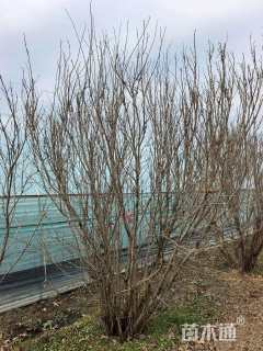 高度250厘米丛生花石榴