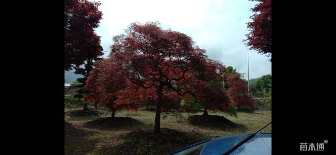高度300厘米羽毛枫