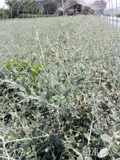 高度30厘米水果兰