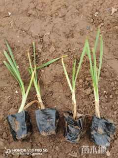 高度20厘米紫娇花