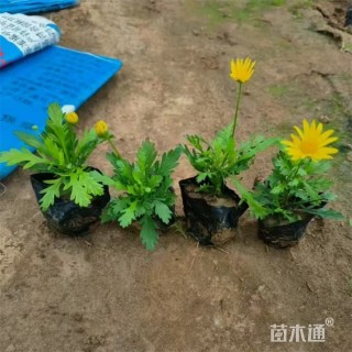 高度15厘米黄金菊