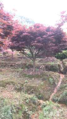 15公分中国红枫