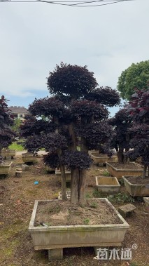 高度300厘米红花继木
