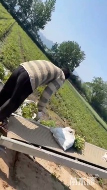 高度30厘米瓜子黄杨