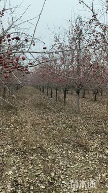 高度400厘米冬红果海棠