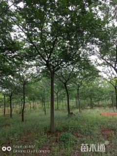 50公分多杆朴树