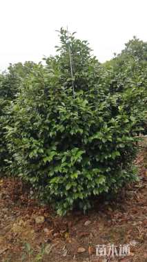 高度150厘米茶花