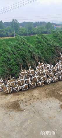 高度150厘米塔柏