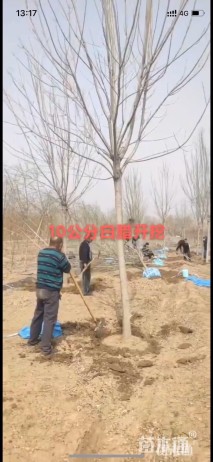 11公分白蜡