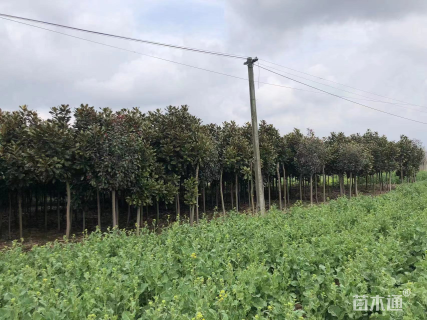 8公分广玉兰