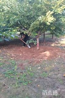 12公分染井吉野樱