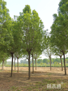 8公分秋紫白蜡