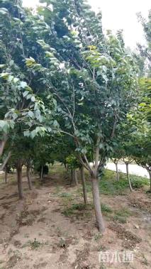 13公分日本晚樱