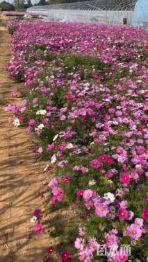 高度26厘米波斯菊