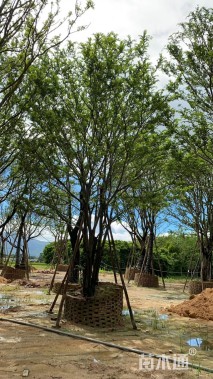 80公分丛生朴树