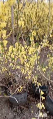 高度150厘米连翘