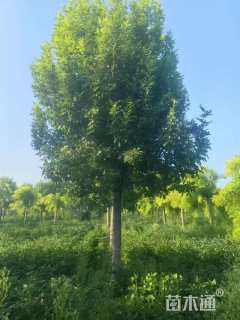 10公分金叶白蜡