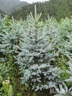 高度100厘米美国蓝杉