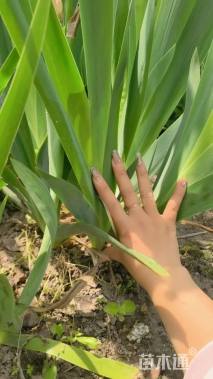 高度40厘米德国鸢尾