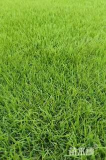 混播黑麦草