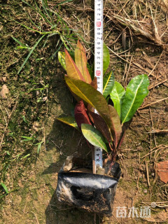 高度15厘米变叶木