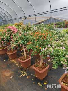 高度60厘米三角梅