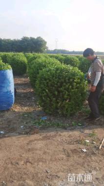 冠幅180厘米卫矛球