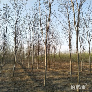 5公分香花槐