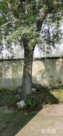 20公分皂荚