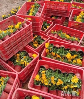 高度20厘米金盏菊