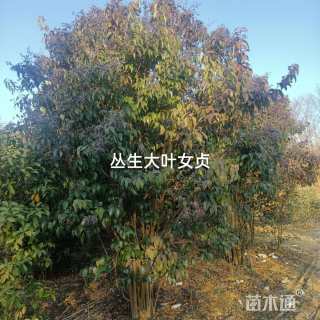 高度2500厘米剑麻