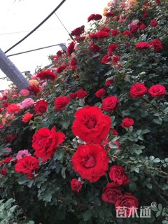 100厘米藤本月季