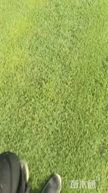 草卷状百慕大草